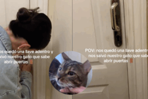 Cerrajeria El Gato