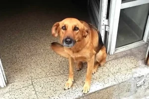 Cerrajeria Los Creativos